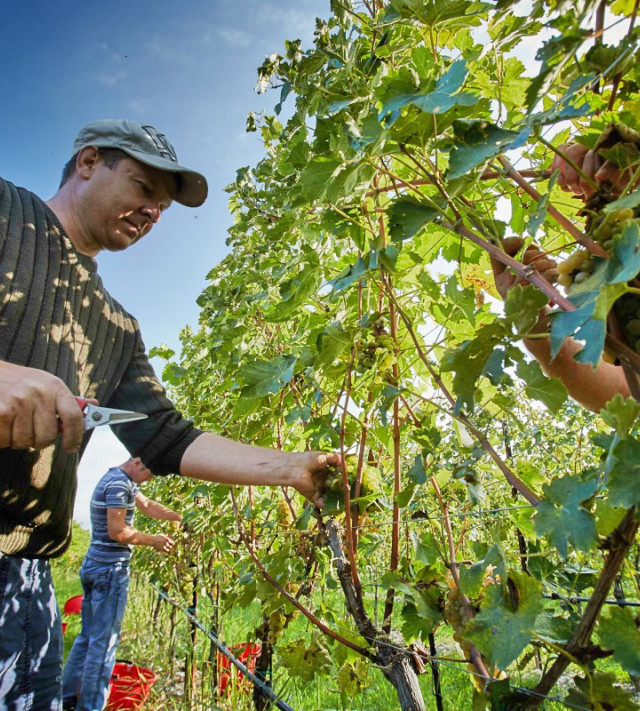 Immagine per la news Al via la vendemmia