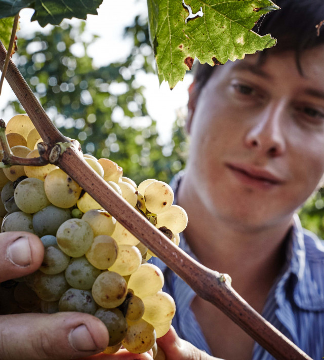 Immagine per la news Lugana, da Montonale è l'ora della vendemmia