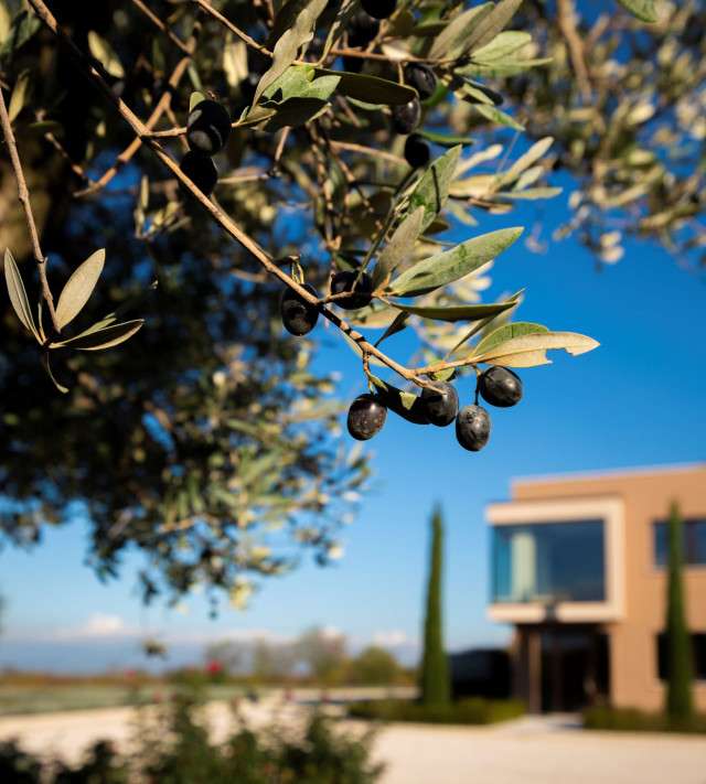 Immagine per la news Raccolte le olive di Montonale
