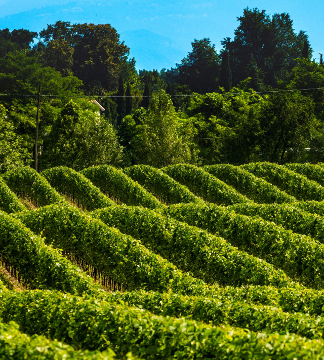 Immagine per la news Siepi e bordure, alleate della vigna
