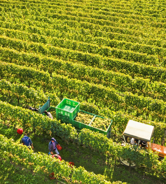 Immagine per la news Vendemmia 2021, partenza sotto i migliori auspici